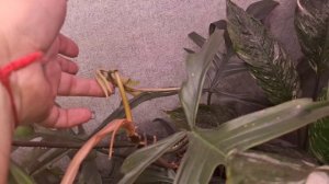 Новые листочк 🍀🍃🌿13-01-2026