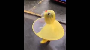 #смешныевидео -496