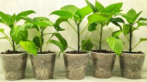 ЖАЛЕЮ что РАНЬШЕ ТАК НЕ ВЫРАЩИВАЛА ПЕРЕЦ, МАЛО КТО ЗНАЕТ ЭТОТ СПОСОБ!