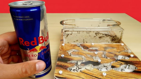 Реакция Муравьев на Молоко и RedBull. Alex Boyko. Что если дать муравьям RedBull ?