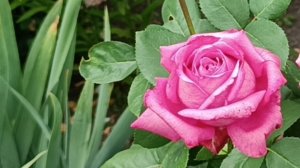 Элегантная и благородная роза Claude Brasseur.