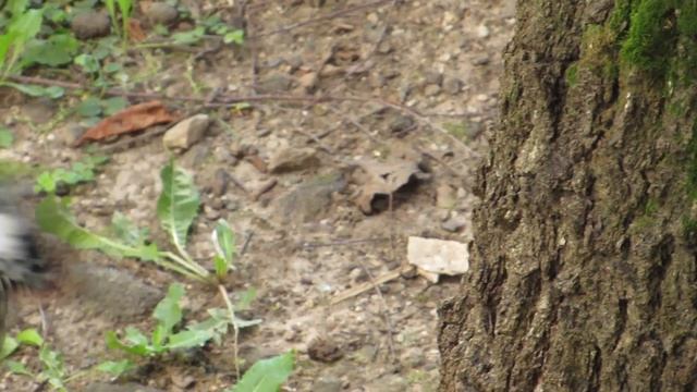 Птицы, лучшее мои фото и видео в 2025 /коротко/