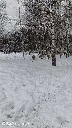 Лосиная биостанция. Кабаны