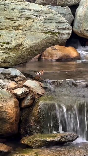 Японский сад смотреть онлайн