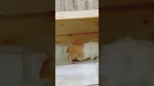 Морские свинки. Беременная морская свинка
