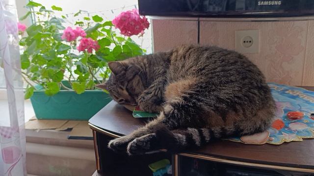 Майфун смотреть онлайн