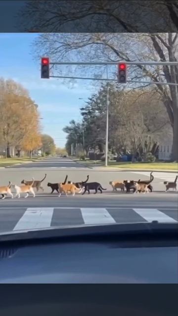 Детский сад кошек смотреть онлайн