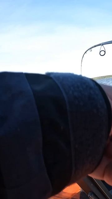 Хищник 2025. Судка пойманный со дна. #fishing #panoptixlivescope #рыбалка #судак #zander