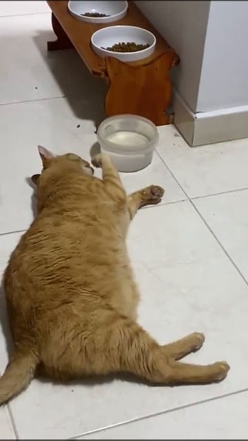 Лень этого кота зашкаливает 😁