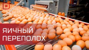 В Дагестане за год на 9% увеличилось поголовье птицы