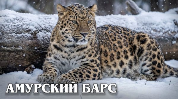 Амурский Барс: Редчайший Дальневосточный Леопард | Интересные факты про леопардов
