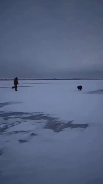 Кабан украл у рыбаков рыбу