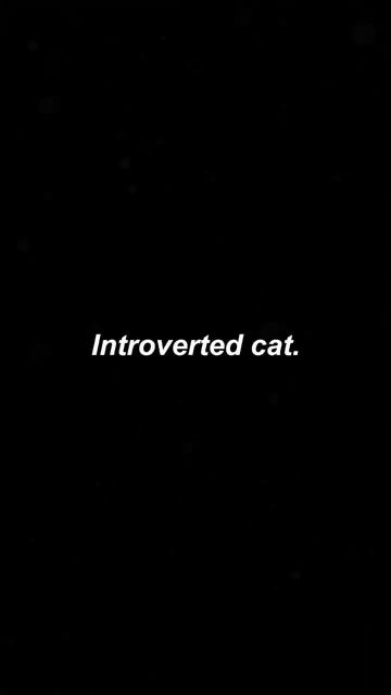 Коты-интроверты 👋