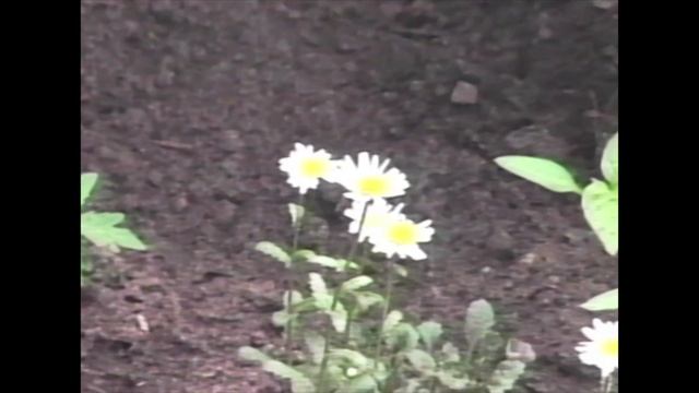 1997.04.02  Мегион. Подсобное хозяйство