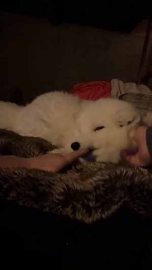 У нее прошивка кота