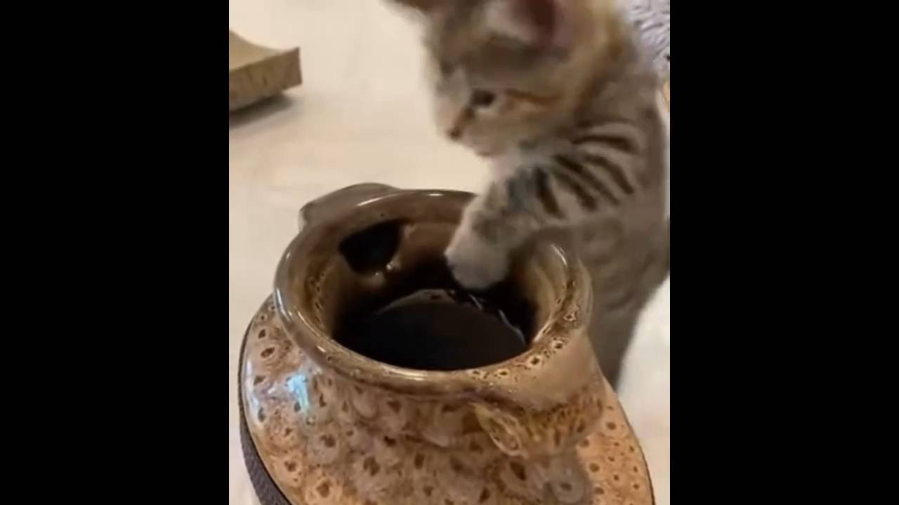 #смешныевидео -626 смотреть онлайн