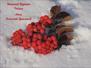 Виталий Парыгин - Рябина