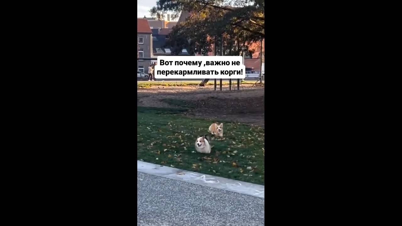 #смешныевидео -627 смотреть онлайн