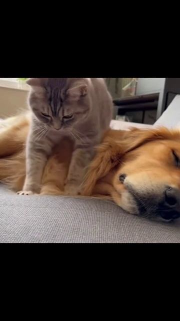 #котисобака #милота #видео #лайки #животные #кошки