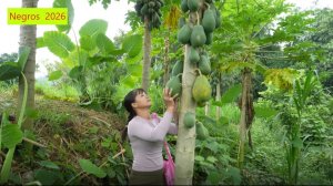 Дорис 57.Дорис собирает папаю и ухаживает за домашними животными.