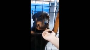 #смешныевидео -597