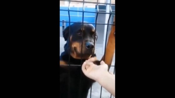 #смешныевидео -597