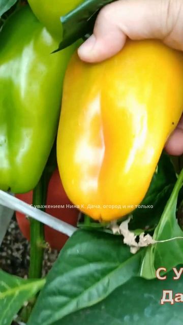 Очень Урожайный сорт перца Алёшка