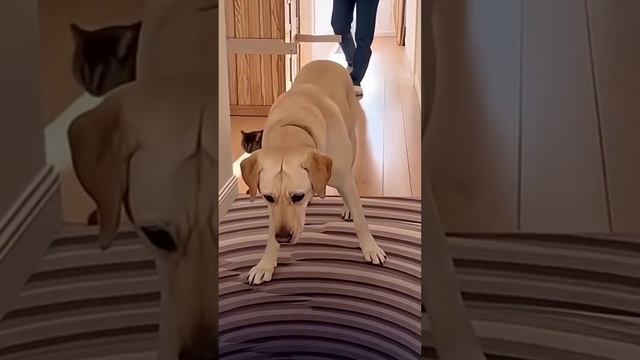 Приколы с животными. смотреть онлайн