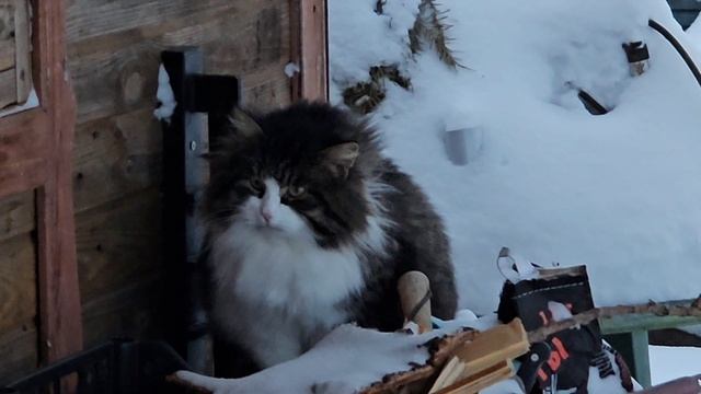 котопозитив чудит, снега испугались смотреть онлайн