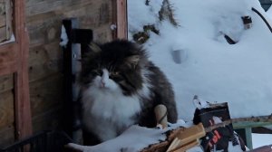 котопозитив чудит, снега испугались