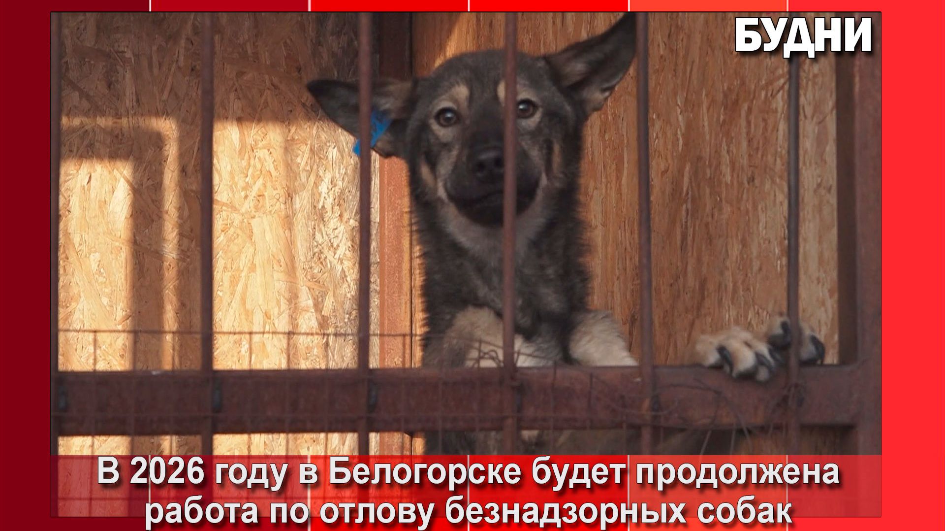 На отлов безнадзорных собак в Белогорске область выделила средства смотреть онлайн