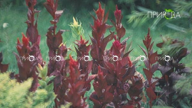 Природа №1 смотреть онлайн