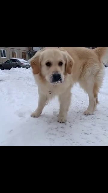 #собакаиснег #песик #зимниеприключения #игривость #зима #собачьярадость #собака