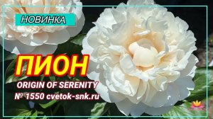 Травянистый гибрид "ORIGIN OF SERENITY"/Сад Ворошиловой