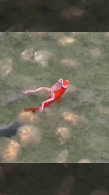 🐸Наглая, ленивая лягушка путешествует на доброй рыбке