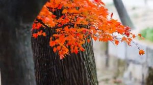 Позитив с элементами джаза и свинга Positive vibes with elements of jazz and swing @Music-Word-2024