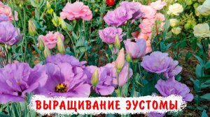 Что надо знать?Посев эустомы.🌸 Выращивание из семян от посева до высадки🌱