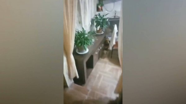 BEST CUBE V31 Best Memes Compilation