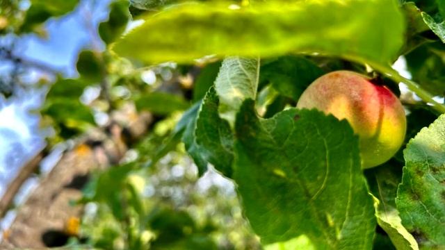 Если есть яблоко каждый день, что будет? смотреть онлайн