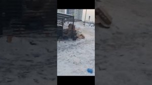 Прибрежный вайб - "Снегопокалипсис"