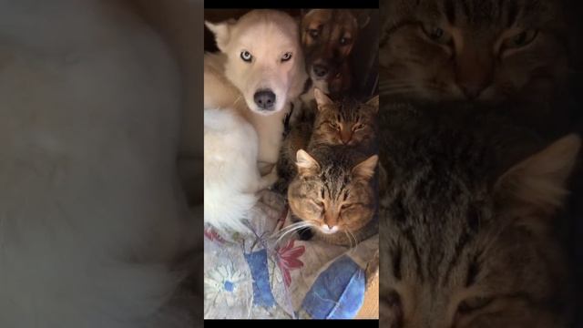 животные.mp4 смотреть онлайн