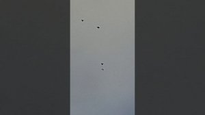 Часть 2 Полёты в январе 2026 года.Голубедром.