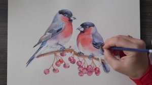 Рисуем очаровательных снегирей акварелью / Акварельная живопись