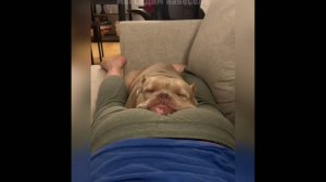 COUB compilation _ нарезка COUB -640