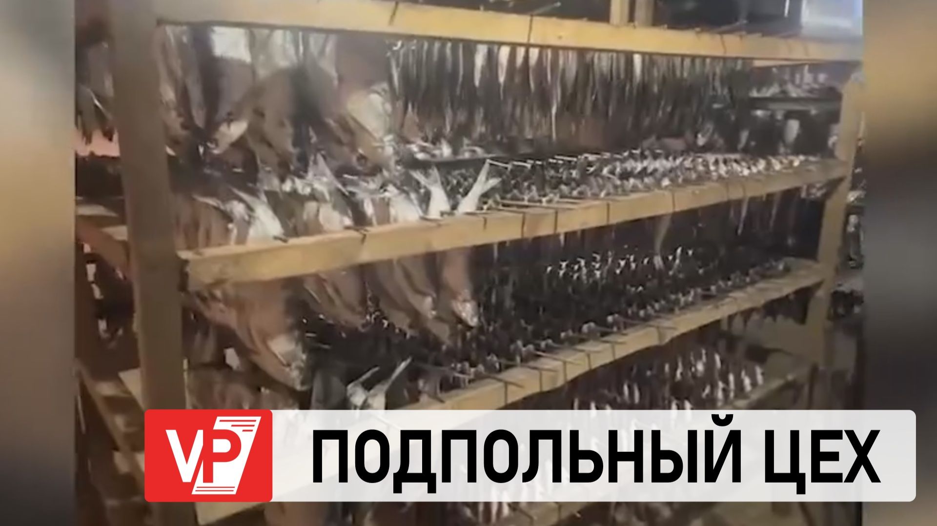 В ВОЛГОГРАДЕ В ПОДПОЛЬНОМ ЦЕХУ ИЗЪЯЛИ РЫБУ НА 2,5 МЛН смотреть онлайн