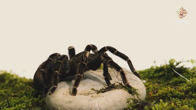 Иң зурысы | Гаҗәеп дөнья серләре. Бөҗәкләр дөньясы смотреть онлайн