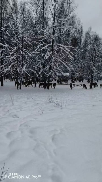 Лосиная биостанция. Оленья тропаОлени ч. 3