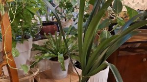 О цветах и брошенных животных