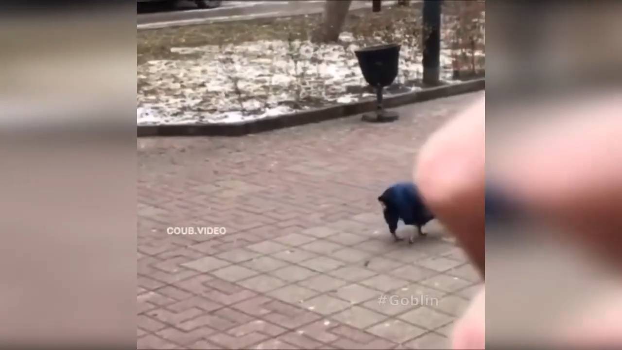 #смешныевидео -674 смотреть онлайн