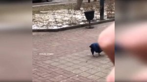 #смешныевидео -674